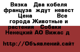  Вязка ! Два кобеля француза ,ждут  невест.. › Цена ­ 11 000 - Все города Животные и растения » Собаки   . Ненецкий АО,Вижас д.